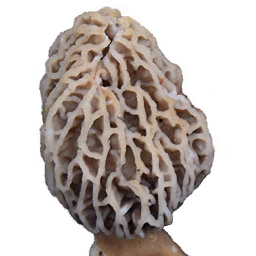 Backyard Morel Mushroom Growing Kit - Morel Habitat Kit