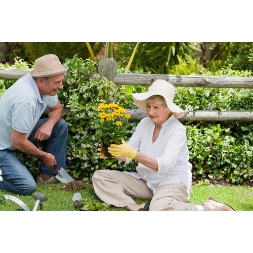 Moringa Energy Tea - Loose Leaf 3 Oz. Usda Organic, Hand Harvest