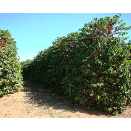 Brazil Mogiana Green Unroasted Coffee Beans 2 Pounds