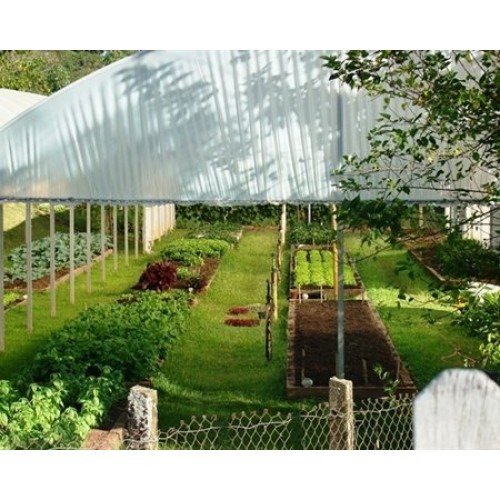 Brazil Mogiana Green Unroasted Coffee Beans 2 Pounds