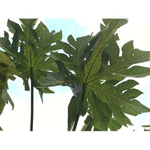 Fresh Papaya Leaves With Stem - Big Leaves 8-9Oz - Fresh Flori