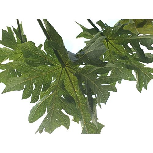 Fresh Papaya Leaves With Stem - Big Leaves 8-9Oz - Fresh Flori