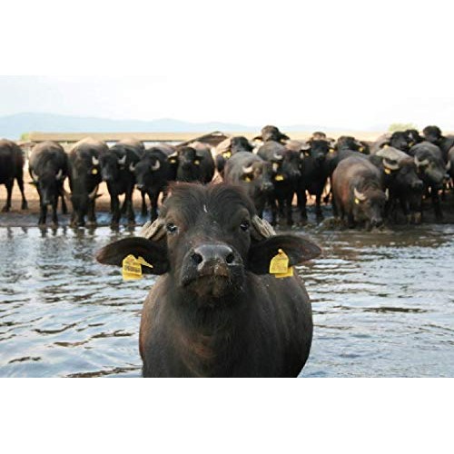 4 Pack Frozen Buffalo Mozzarella | Made With 100% Water Buffalo