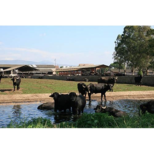 4 Pack Frozen Buffalo Mozzarella | Made With 100% Water Buffalo