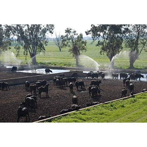 4 Pack Frozen Buffalo Mozzarella | Made With 100% Water Buffalo