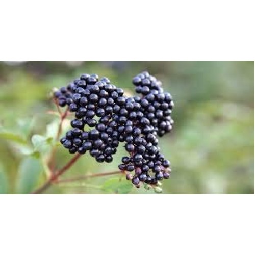 Huge 18 Oz Mrs. Millers Elderberry Jelly, Amish And Homemade!