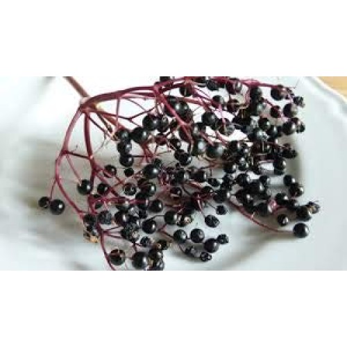 Huge 18 Oz Mrs. Millers Elderberry Jelly, Amish And Homemade!