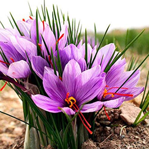 Spanish Superior Quality Saffron Red Threads Filaments Cat 1,100