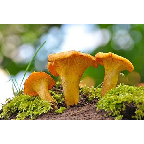 Dried Chanterelle Mushrooms, Premium Grade 2Oz