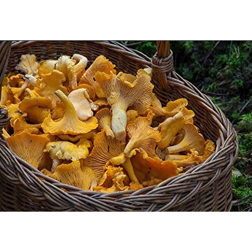 Dried Chanterelle Mushrooms, Premium Grade 2Oz