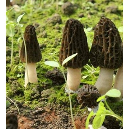 Premium Grade Dried Morel Mushrooms Morchella Conica 1Oz