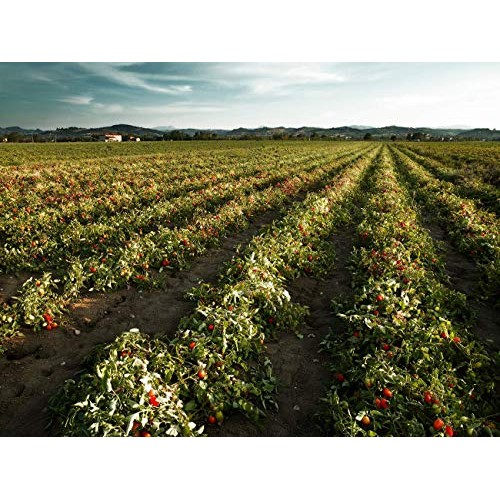 Mutti — 14 Oz. 12 Pack Of Baby Roma Tomatoes Datterini From It