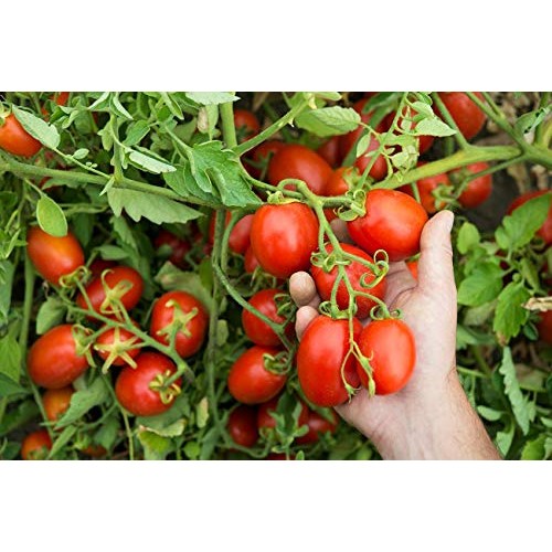 Mutti — 14 Oz. 6 Pack Of Cherry Tomatoes Ciliegini From Italy’