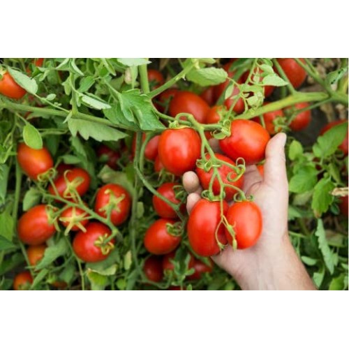 Mutti Tomato Sauce With Basil &Amp; Oregano Salsa Di Pomodoro, 14