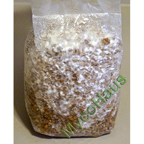 6 Lbs Sterilized Rye Grain Berries