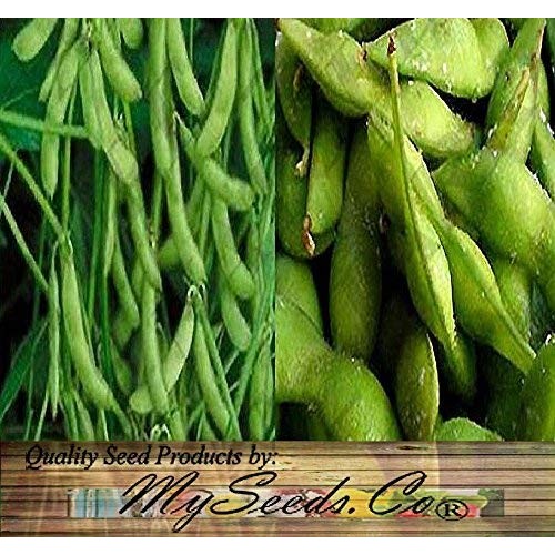 Japanese Edamame Seeds ~ Soy Bean High In Protein - Young Soy Be