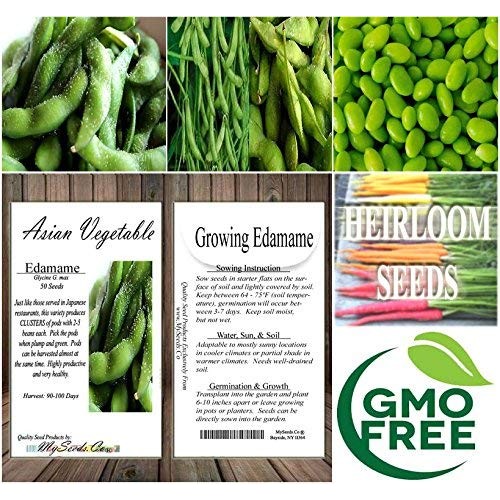 Japanese Edamame Seeds ~ Soy Bean High In Protein - Young Soy Be