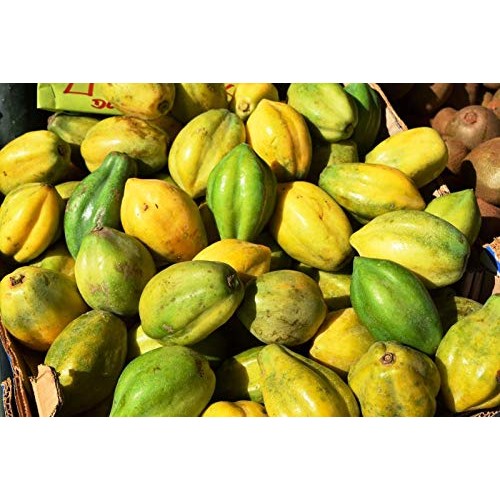 Usa Organic Cobquecura Papaya 20-160 Seeds