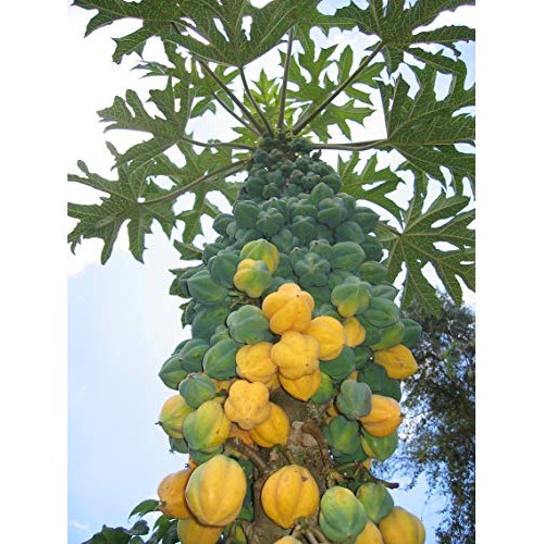 Usa Organic Cobquecura Papaya 20-160 Seeds