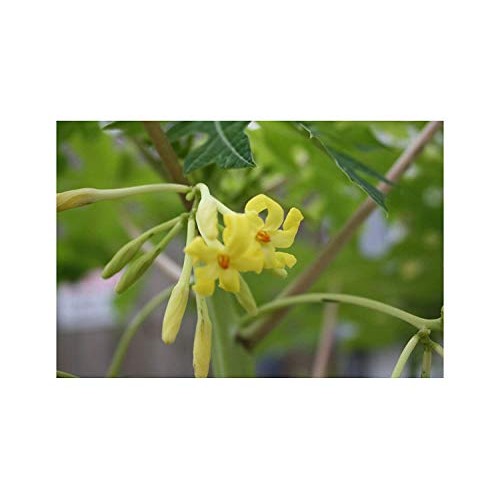 Usa Organic Golden Yellow Papaya 20-160 Seeds