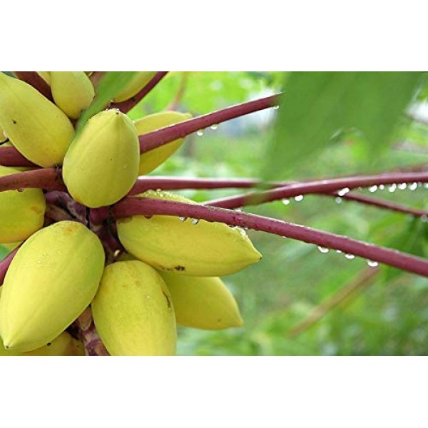 Usa Organic Golden Yellow Papaya 20-160 Seeds