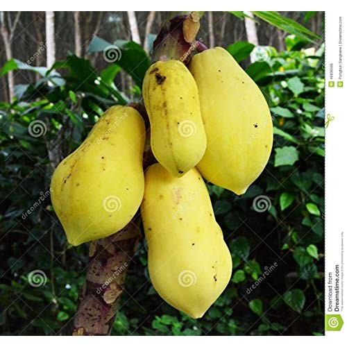 Usa Organic Golden Yellow Papaya 20-160 Seeds