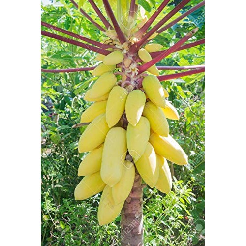 Usa Organic Golden Yellow Papaya 20-160 Seeds