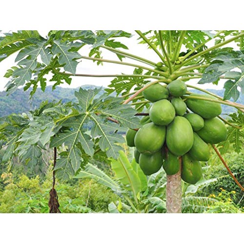 Usa Organic Hawaiian Solo Papaya 20-160 Seeds