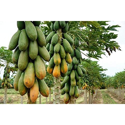 Usa Organic Red Papaya 20-160 Seeds