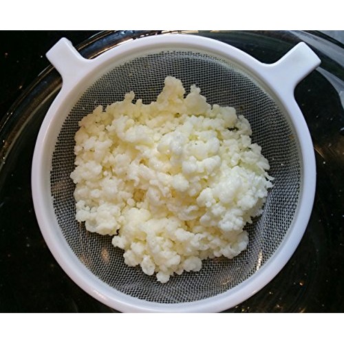 Milk Kefir Grains Live Raw Organic Probiotics Bulgaros