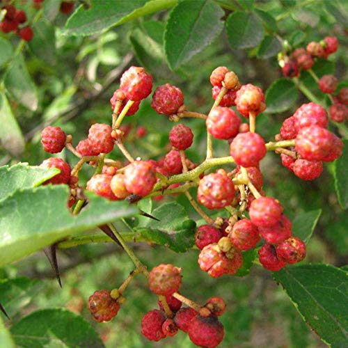 Premium Szechuan Red Peppercorns Sichuan Whole Peppercorns 4 Oz