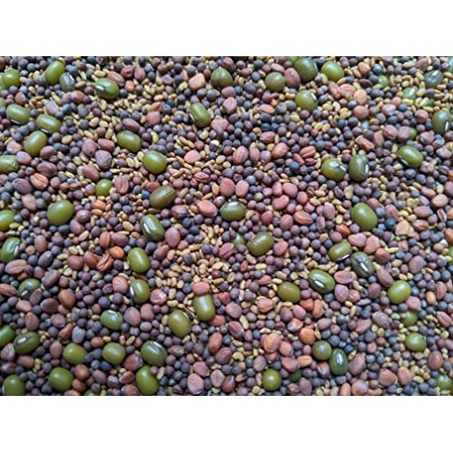 Salad Mix Sprouting Seeds for Sprouts and Microgreens. Non-GMO. ...