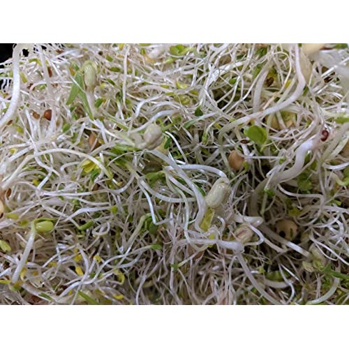 Salad Mix Sprouting Seeds for Sprouts and Microgreens. Non-GMO. ...