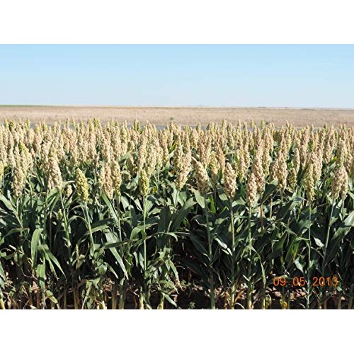 Nature Nates, Sorghum Popped Rosemary Garlic, 5 Ounce