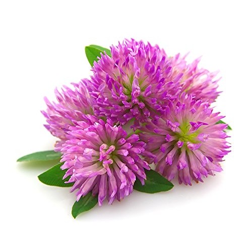 Red Clover Tops - Trifolium Pratense Whole Leaf/Flower By Nature