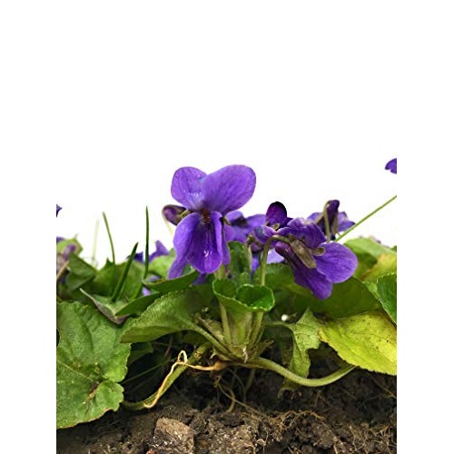 Dried Violets - Organic Violet Flower Sprinkles From Germany Vi