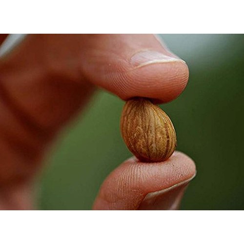Bitter Apricot Kernels, 8 Oz, 375 Raw Apricot Seeds, 100% All Na
