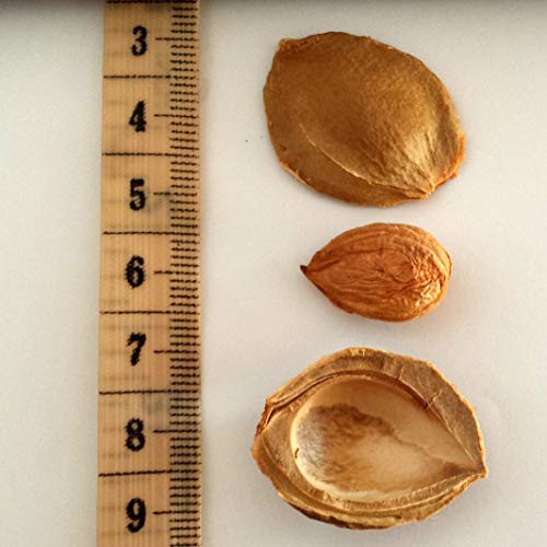Bitter Apricot Kernels, 8 Oz, 375 Raw Apricot Seeds, 100% All Na