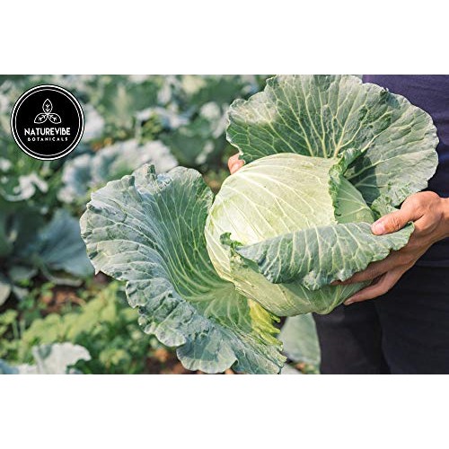 Naturevibe Botanicals Cabbage Powder, 1Lbs | Non-Gmo, Gluten Fre