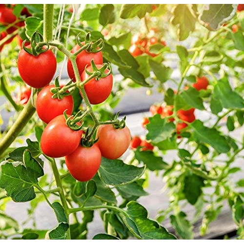 Naturevibe Botanicals Dehydrated Tomato Flakes, 8 Ounces | Ready