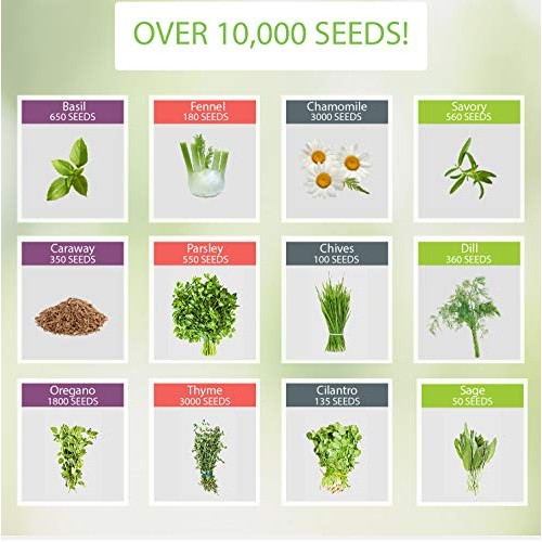 Naturez Edge 12 Herb Seeds Variety Pack, 6000+ Heirloom Seeds Fo
