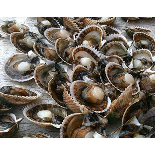 Nestlady Dried Japanese Scallops 115G - 100% Natural , Dried, 元贝