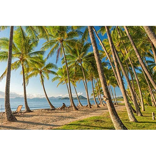 Next Organics Dried Coconut 6 Oz Bag Pack Of 3