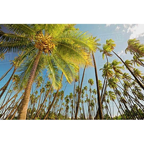 Next Organics Dried Coconut 16 Oz Bag Pack Of 3