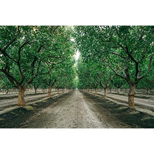 In-Shell Pistachios - Roasted &Amp; Sea Salted Pistachios 3Lb Bag -