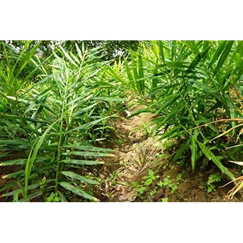 Organic Fresh Ginger From Pure 2