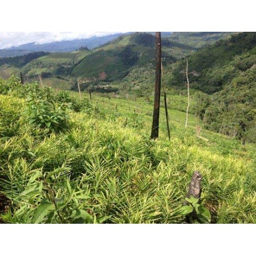 Organic Fresh Ginger From Pure 2