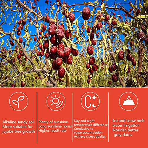 16 Oz Organic Dates Dried, Medjool In Resealable Bags, Red Dates