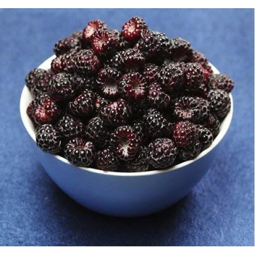 Fresh Frozen Organic Pomegranate Arils By Northwest Wild Foods -