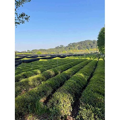 Nourishment Rituals Authentic Matcha Super Latte | Ashwagandha |...